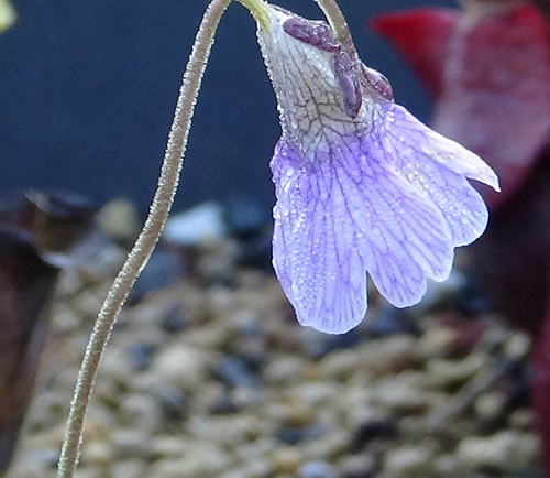 6-)PINGUICULA CARULEA FLOWER.JPG